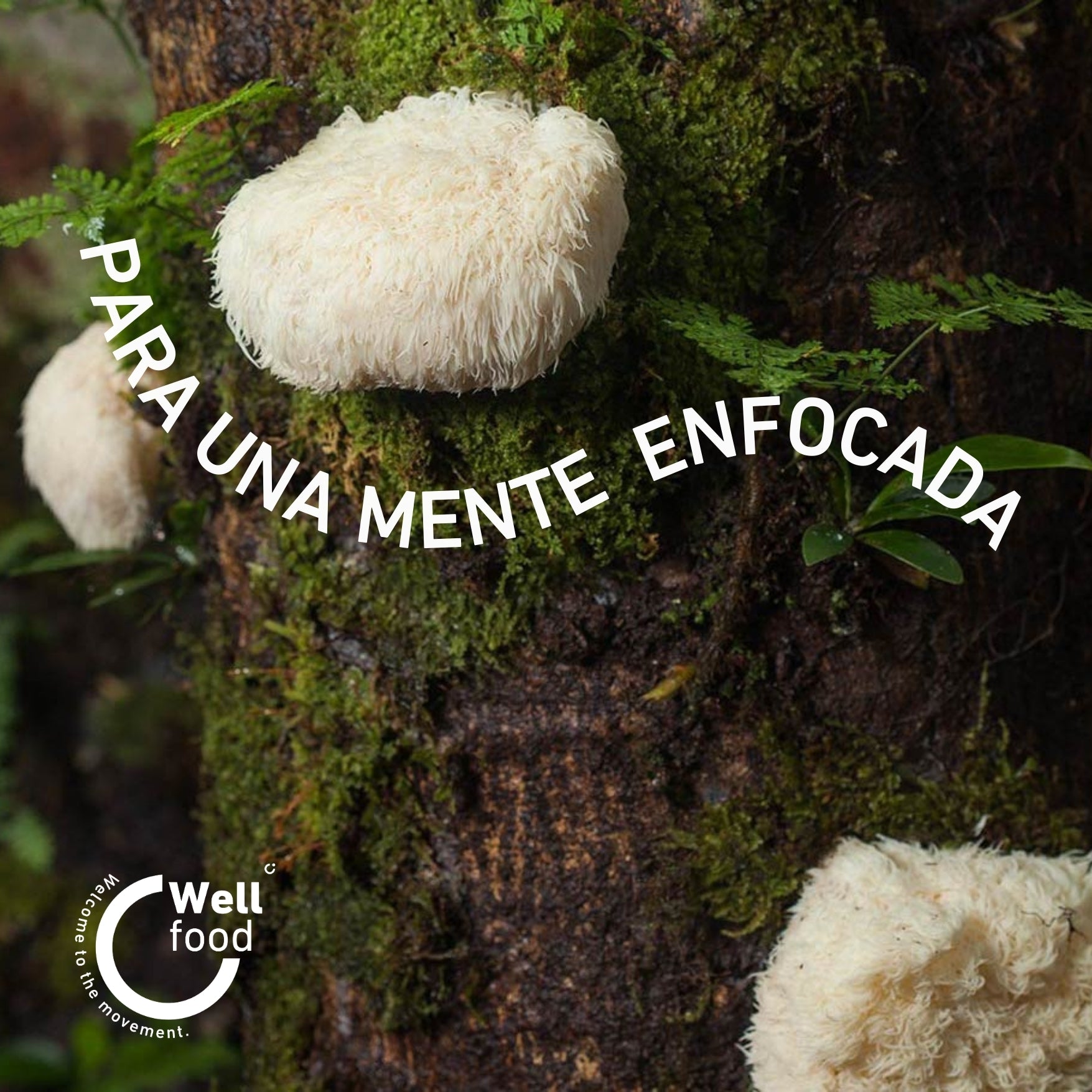 MELENA_DE_LEON-ORGANICO