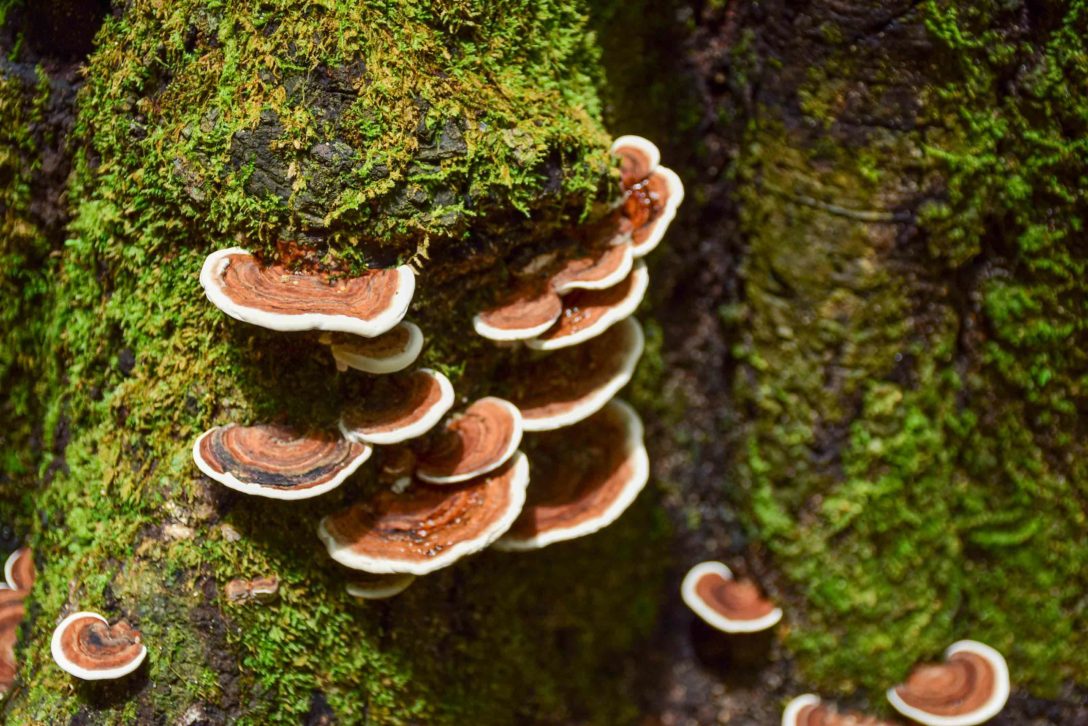 REISHI-ORGANICO