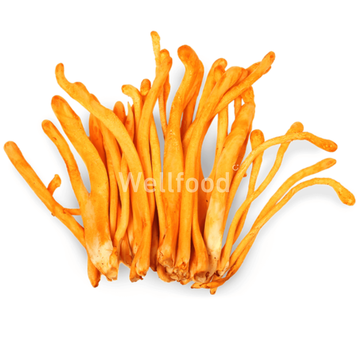 CORDYCEPS