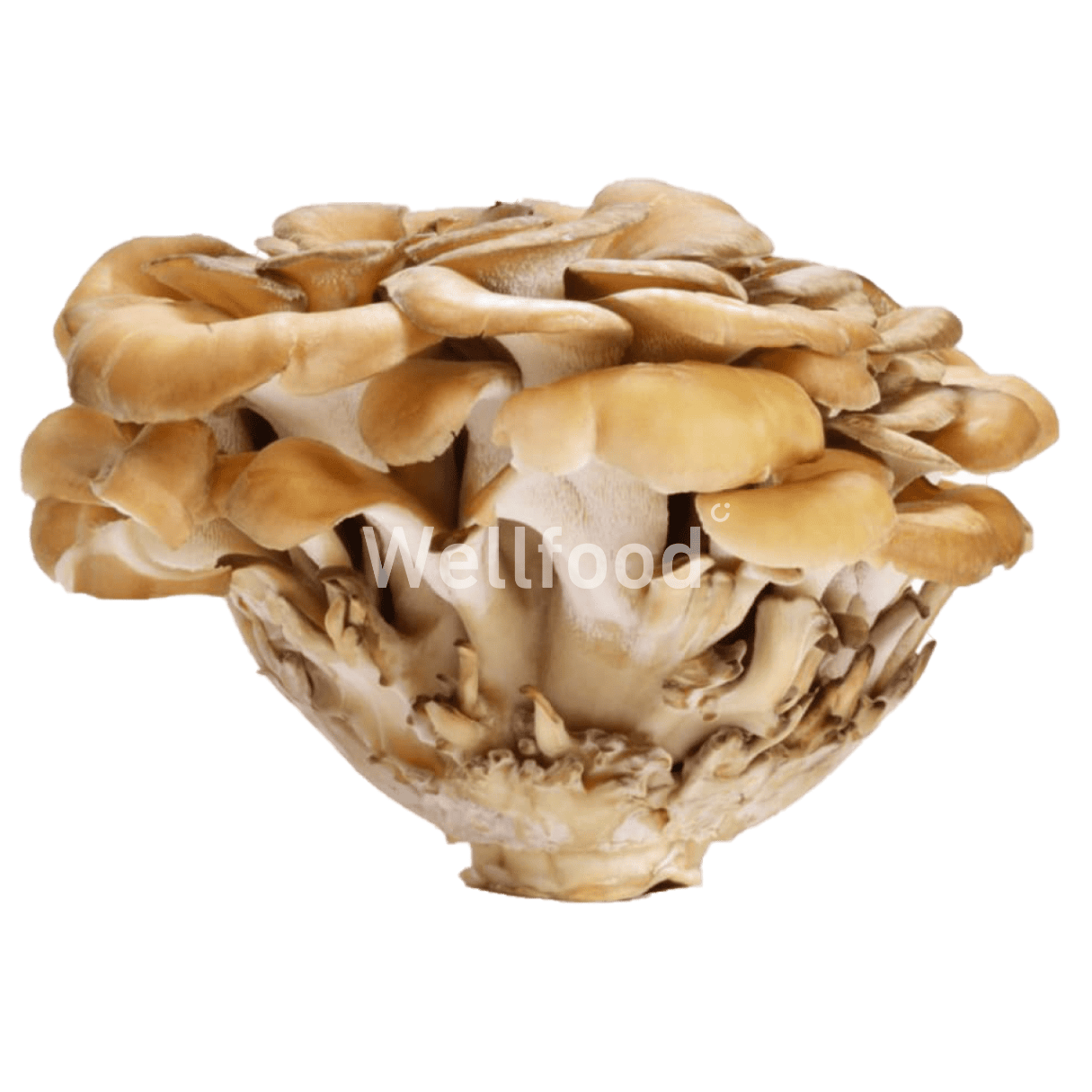 MAITAKE