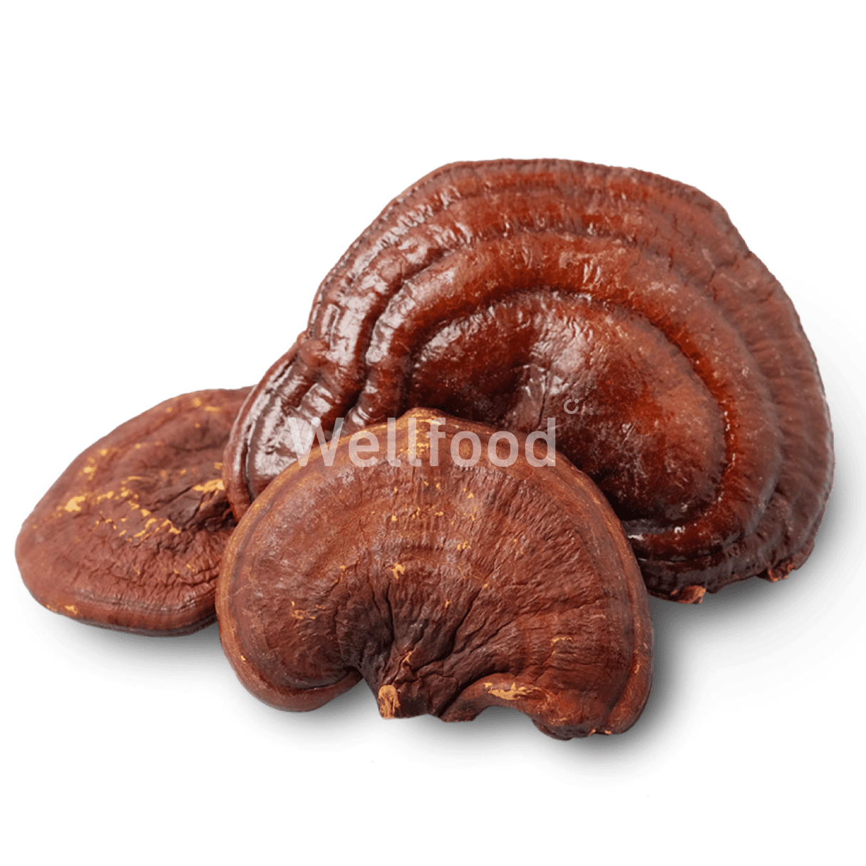 REISHI